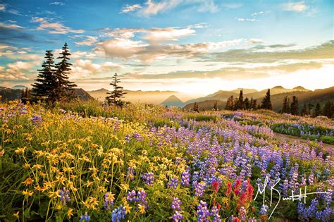42 Mount Rainier Meadow Flowers Wallpapers Wallpapersafari