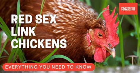 Amazing Facts About Red Sex Link Chickens Poultry Feed Formulation