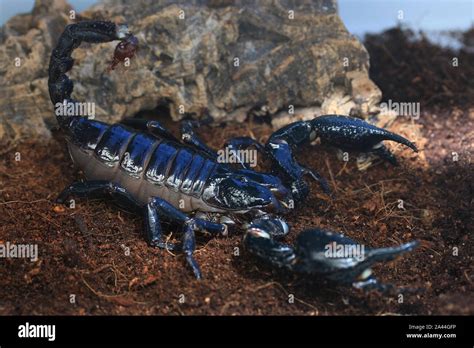 Giant Blue Scorpions Hi Res Stock Photography And Images Alamy