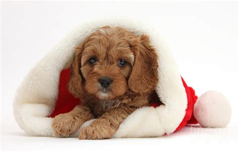 Cavapoo Puppy In A Christmas Hat Photograph By Mark Taylor Pixels