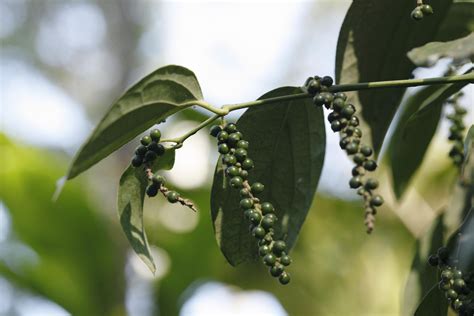 Peppercorn Plant Care And Growing Guide