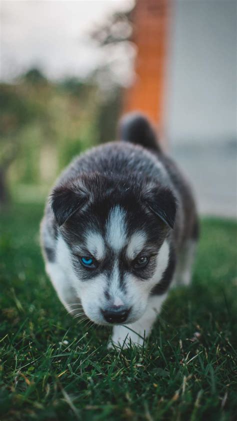 Husky Puppy Iphone Wallpaper Iphone Wallpapers Iphone Wallpapers