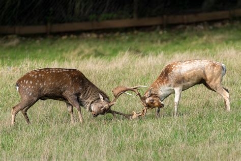 Sika Vs Fallow Deer 18102019 Zoochat