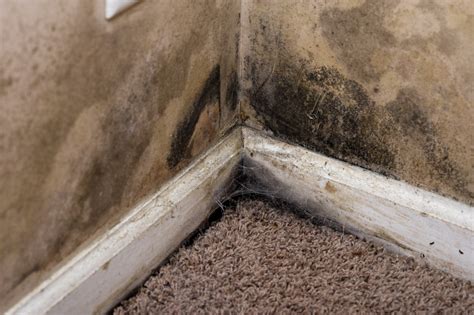 What You Need To Know About Mold Clean Up