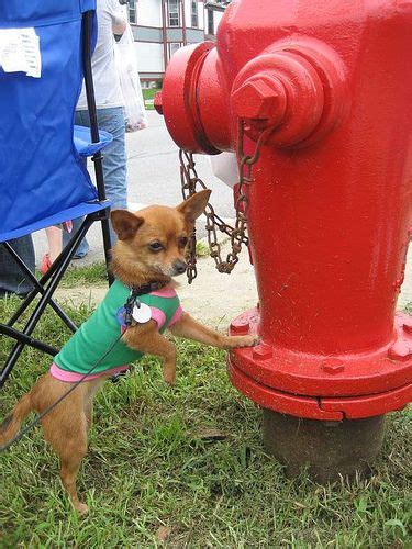 Dogs And Fire Hydrants 25 Stunning Photos Dogs Puppy Cute Dog