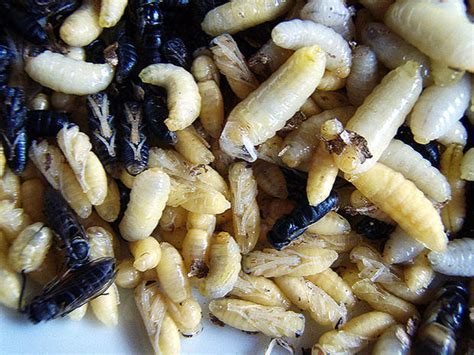 Termites Good Grub 13 Edible Bugs Pictures Cbs News