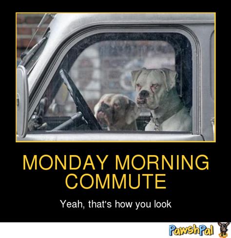 Funny Monday Morning Pictures Monday Morning Commute