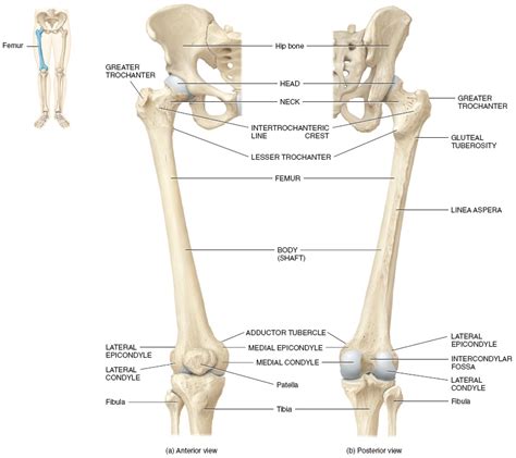 The Femur Structure Of The Femur Anatomy Medicinecom