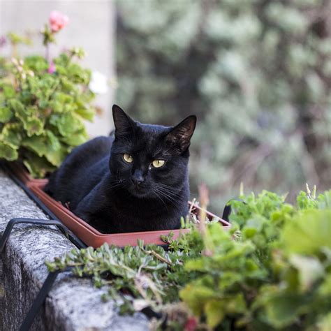 This is from ancient superstitions where people thought this meant bad luck. NATIONAL BLACK CAT APPRECIATION DAY - August 17, 2021 ...