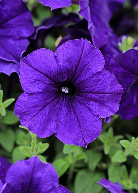 Grow Wave Petunia Plants For Nonstop Color Birds And Blooms