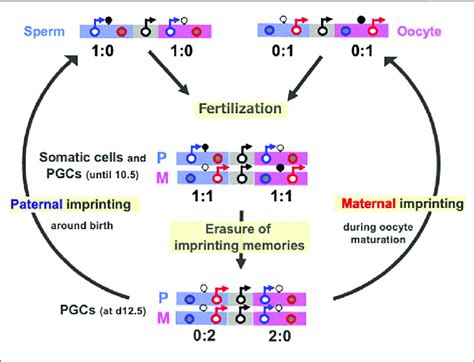 Cycle Of Genomic Imprinting Memory Top Sperm Left And Oocytes Download Scientific Diagram