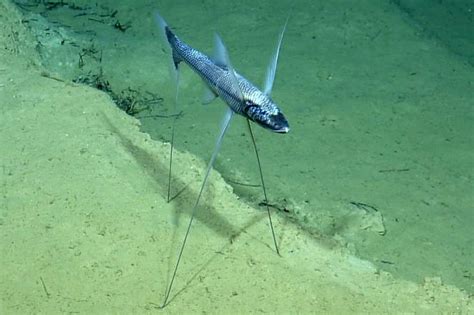 The Tripod Fish Or Bathypterois Grallatoruses Uses Its Three Long Fin