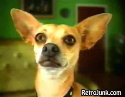 The Taco Bell Dog — Back In The Day Flashback