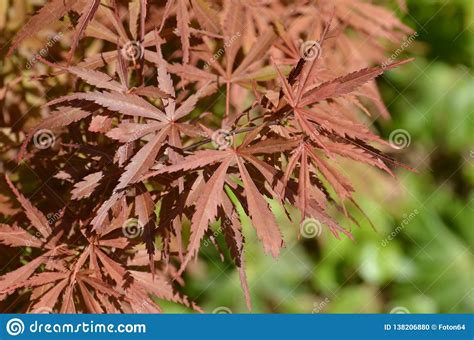 Red Japanese Maple Leaves In Spring Stock Photo Image Of Springtime