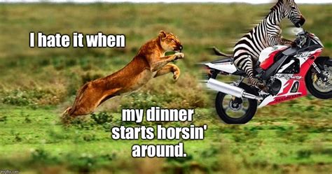 Zebra Lion Memes