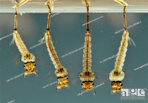 Mosquito Culex Pipiens Larvae Stock Photo Picture And Rights