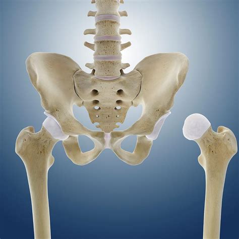 Hip Anatomy Photograph By Springer Medizin Pixels