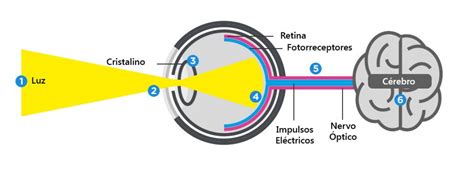 Como Funciona O Olho Humano Essilor