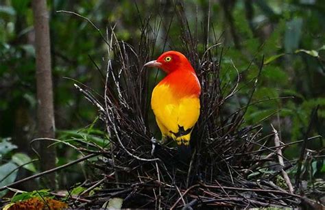 Flame Bowerbird One Of Brilliantly Colored Bowerbird Enviearth