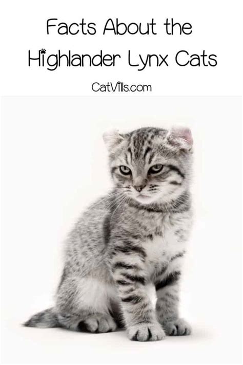 Discover The Unique Features Of Highland Lynx Cats