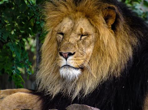 Majestic Male Lion Face Closeup Stock Image Image Of Black Nature