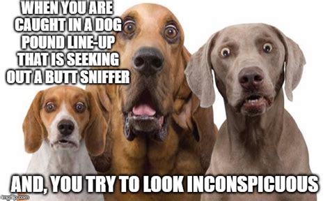 Shocked Dogs Imgflip