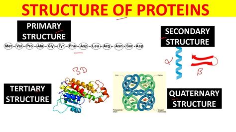 Quickly Understand Structure Of Protein Primary Secondary