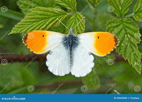 Orange Tip Butterfly Anthocharis Cardamines Stock Photo Image Of