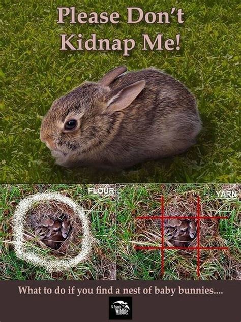 What To Do If You Find A Nest Of Baby Rabbits Via Mountain Wild