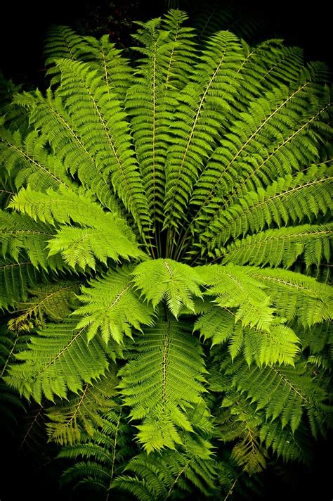 Mother Shield Fern Care Thormes
