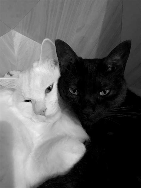 Two Black And White Cats Laying Next To Each Other