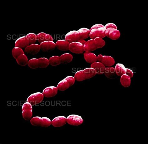 Photograph Streptococcus Pneumonia Bacteria Science Source Images