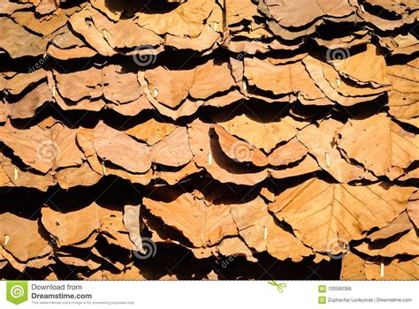 Stacking Dried Teak Leaves Under Strong Light And Shadow In Northern Of