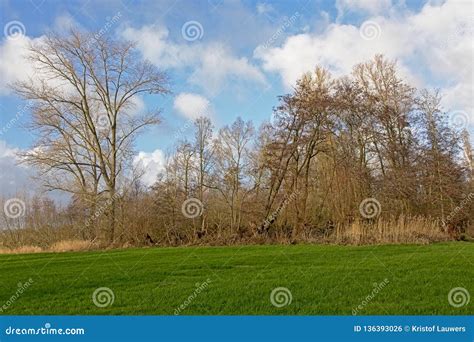 Winter Forest Wilderness And Green Meadow Stock Photo Image Of Green