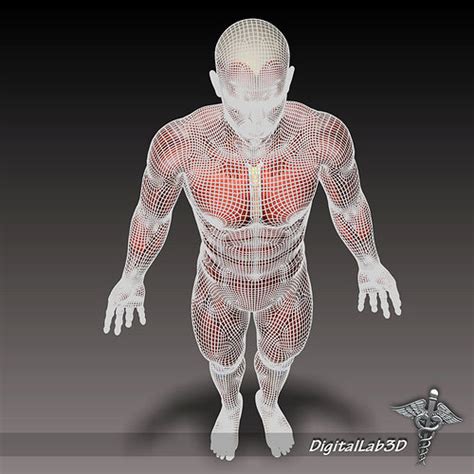 Collection Human Male And Female Muscular System 3d Model Cgtrader Images