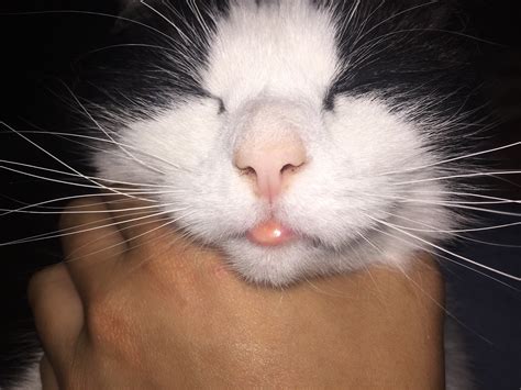 Rodent Ulcer Cat Bottom Lip