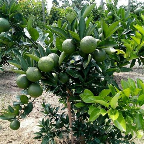 Malta Lemon Plant At Best Price In Habra West Bengal Apple Ber