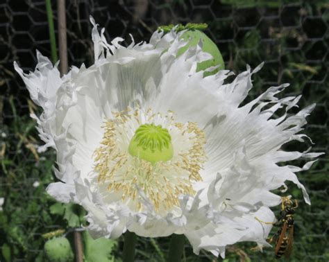 Fringed Persian White Poppy 250 Seeds The Seed Basket