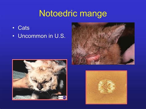 Ppt Zoonoses From Pets Powerpoint Presentation Free Download Id