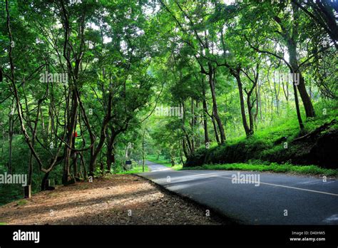 Riparian Forests Hi Res Stock Photography And Images Alamy