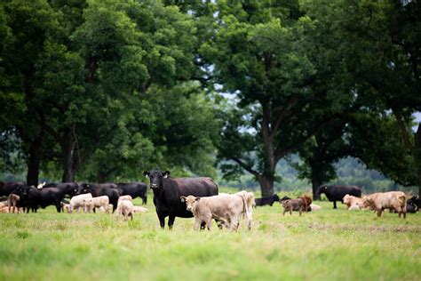 how multiple livestock species can be used to benefit your ranch noble research institute