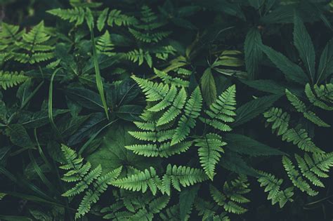 Jungle Leaves Background Stock Photo Download Image Now Istock