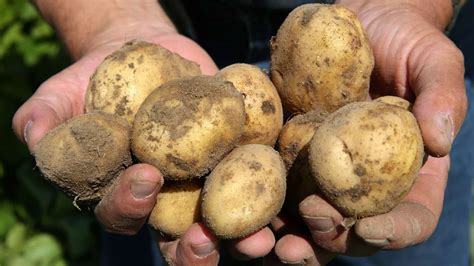 Kartoffeln pflanzen Alles was Sie zum Zeitpunkt Standort und zur