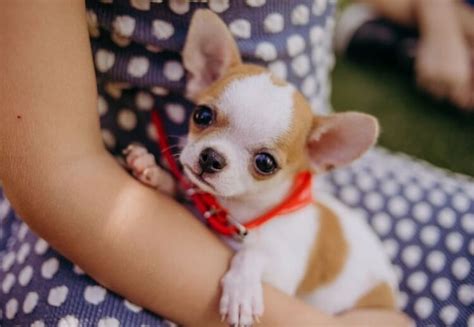 The A Z List Of 400 Cute Sassy And Fun Chihuahua Names All Things