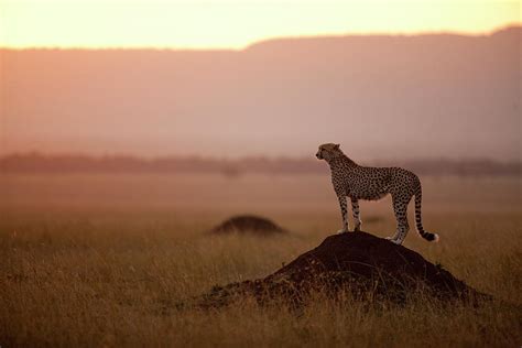 Cheetah At Sunset Masai Mara Game By Paul Souders