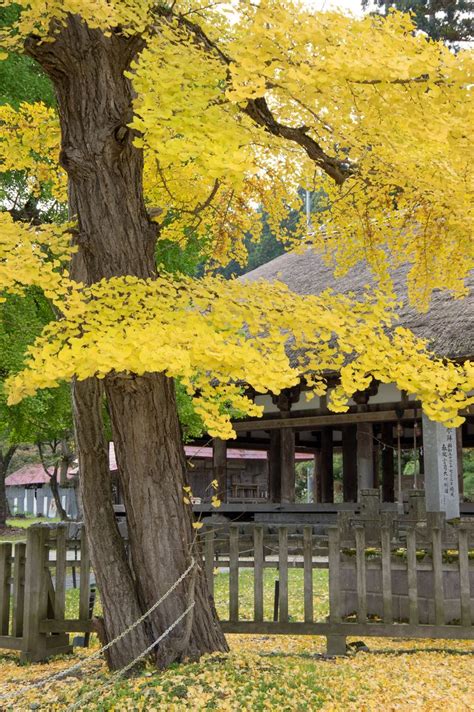 As a privately owned company, ginkgo gardens is not revenue driven and therefore is able to choose the more prestigious developments and projects. Ginkgo Tree | Ginkgo tree, Tree photography, Tree
