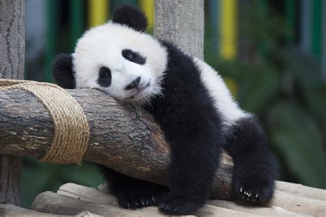 This Cute Panda Aww