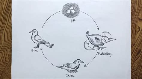 How To Draw Life Cycle Of Bird Easy Way To Draw Life Cycle Of Bird