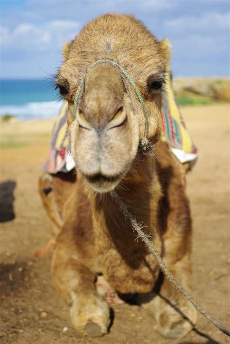 Camel supports a pluggable interface called predicate which can be used to integrate a dynamic predicate into enterprise integration patterns such as when using the message this makes predicate so powerful as it is often used to control the routing of message in which path they should be routed. Camel eyelashes in Morocco - PentaxForums.com