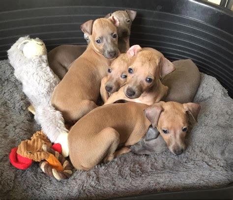 Italian greyhound puppies for sale. KC registered Italian Greyhound puppies for sale | Wareham ...